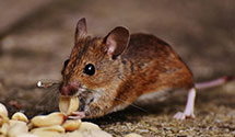 24 Hour & Emergency Exterminators in Loma, CO